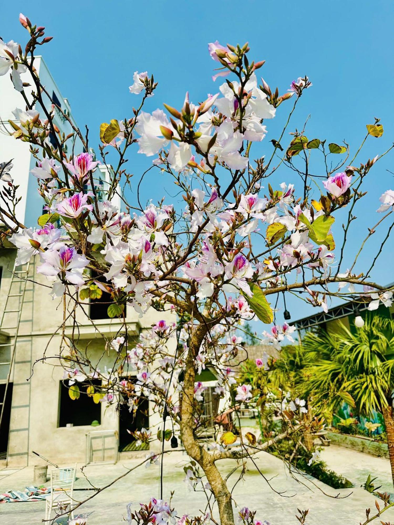 Minh Chau Beach Resort Quảng Ninh Eksteriør billede